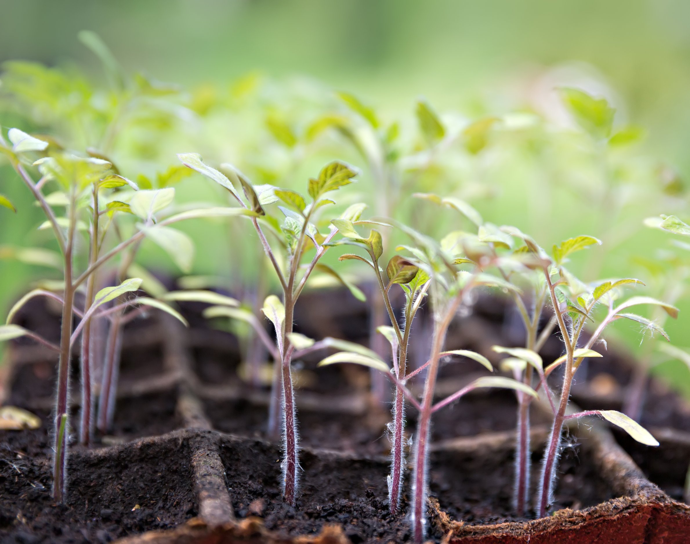 Фитосанитарный сертификат на саженцы